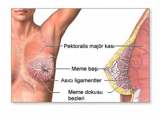 Gögüste Şişlik ve Ağrı Belirtileri ve Tedavisi
